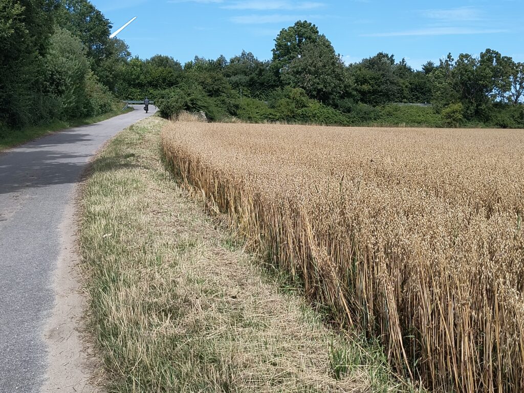 Haferfeld