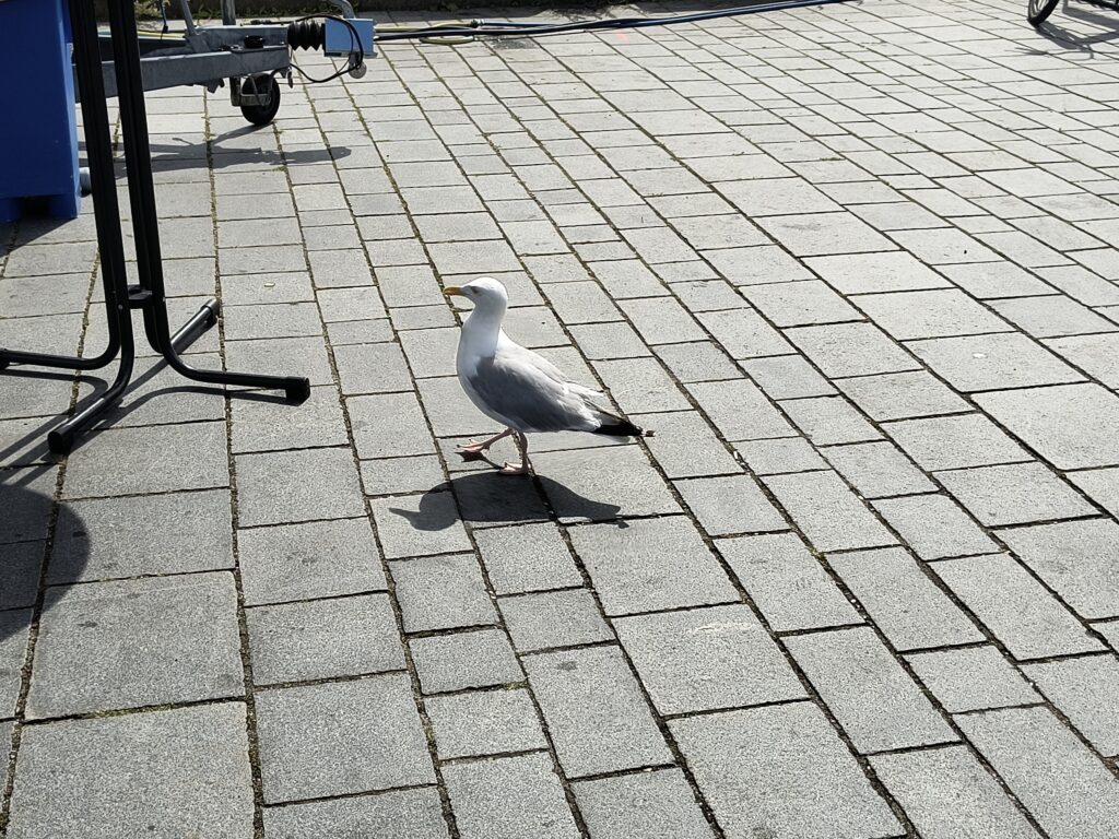 Möwe auf Beute